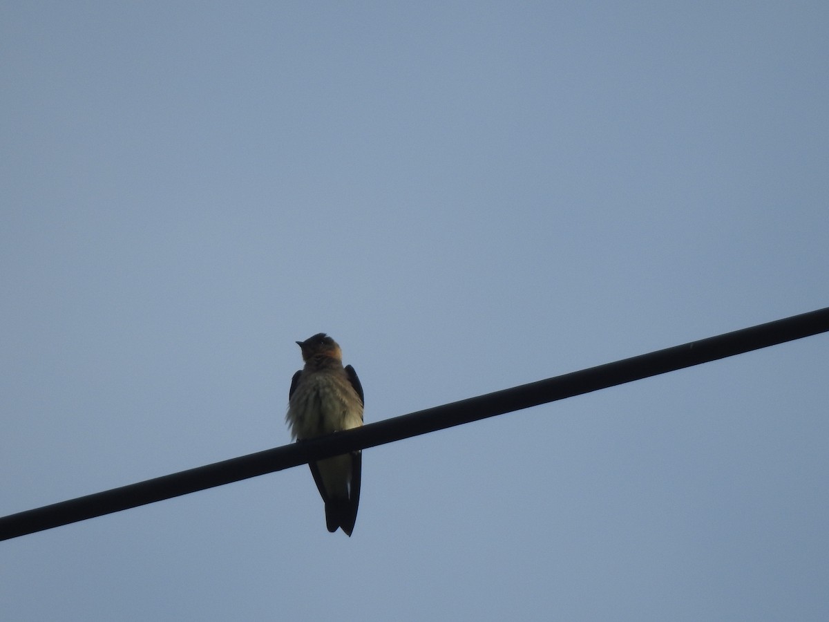 Southern Rough-winged Swallow - ML192837721