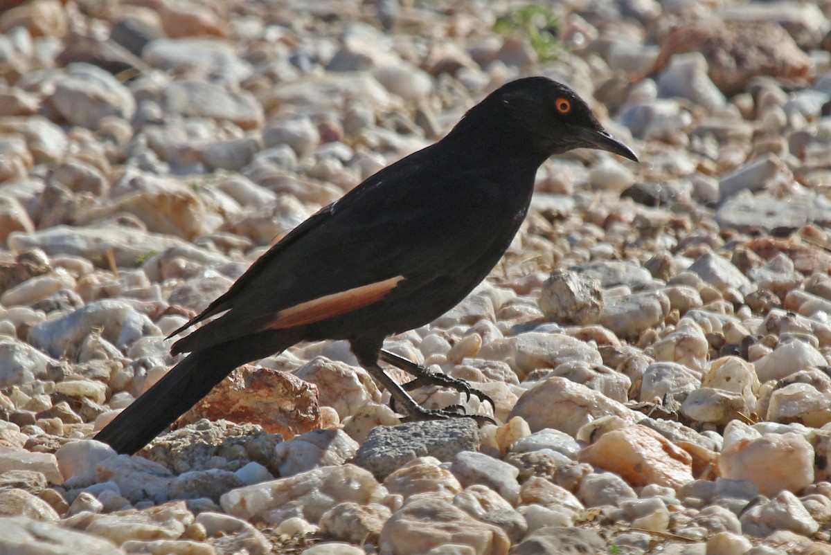Pale-winged Starling - ML192837731