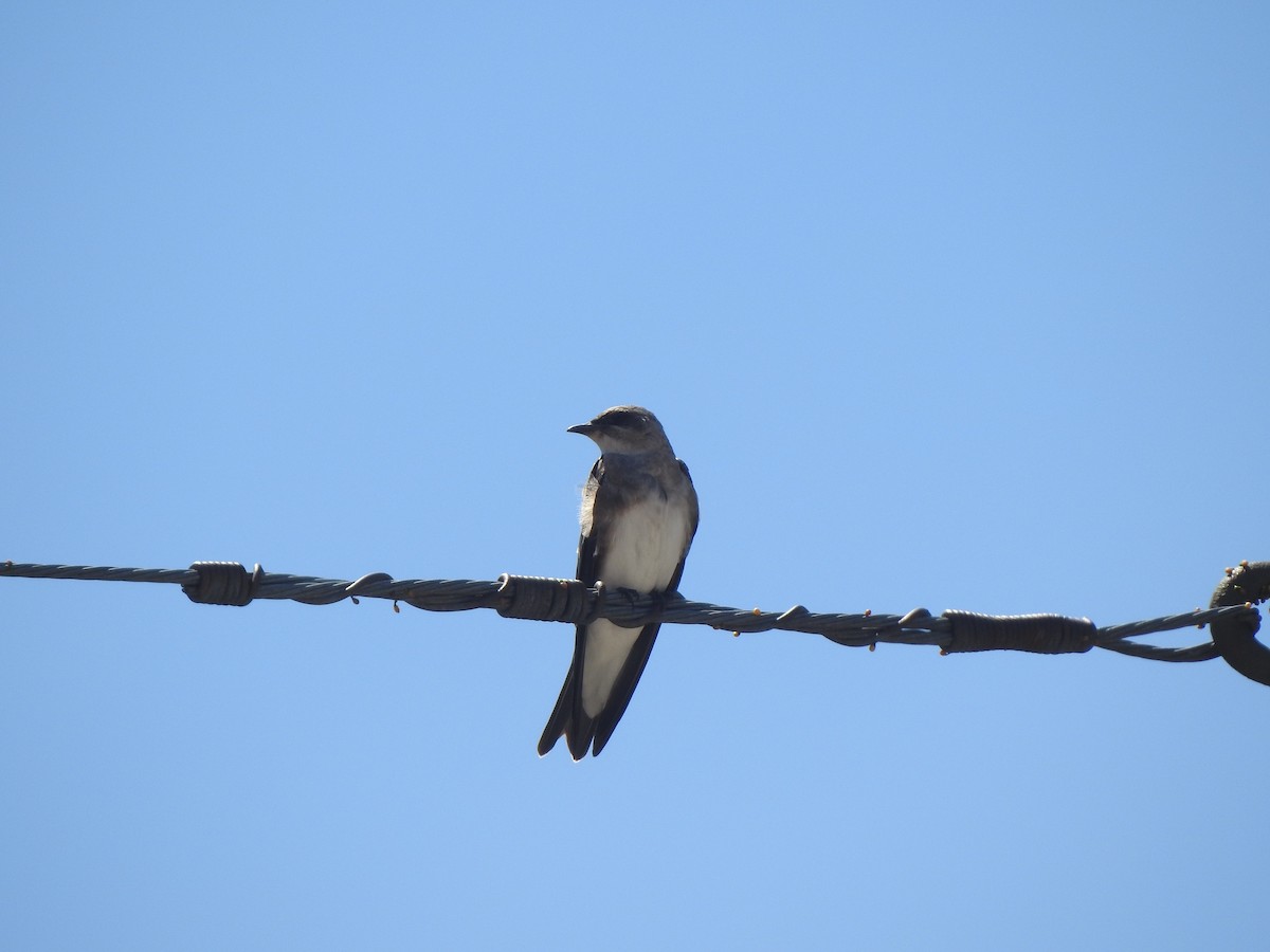 Brown-chested Martin - ML192837831
