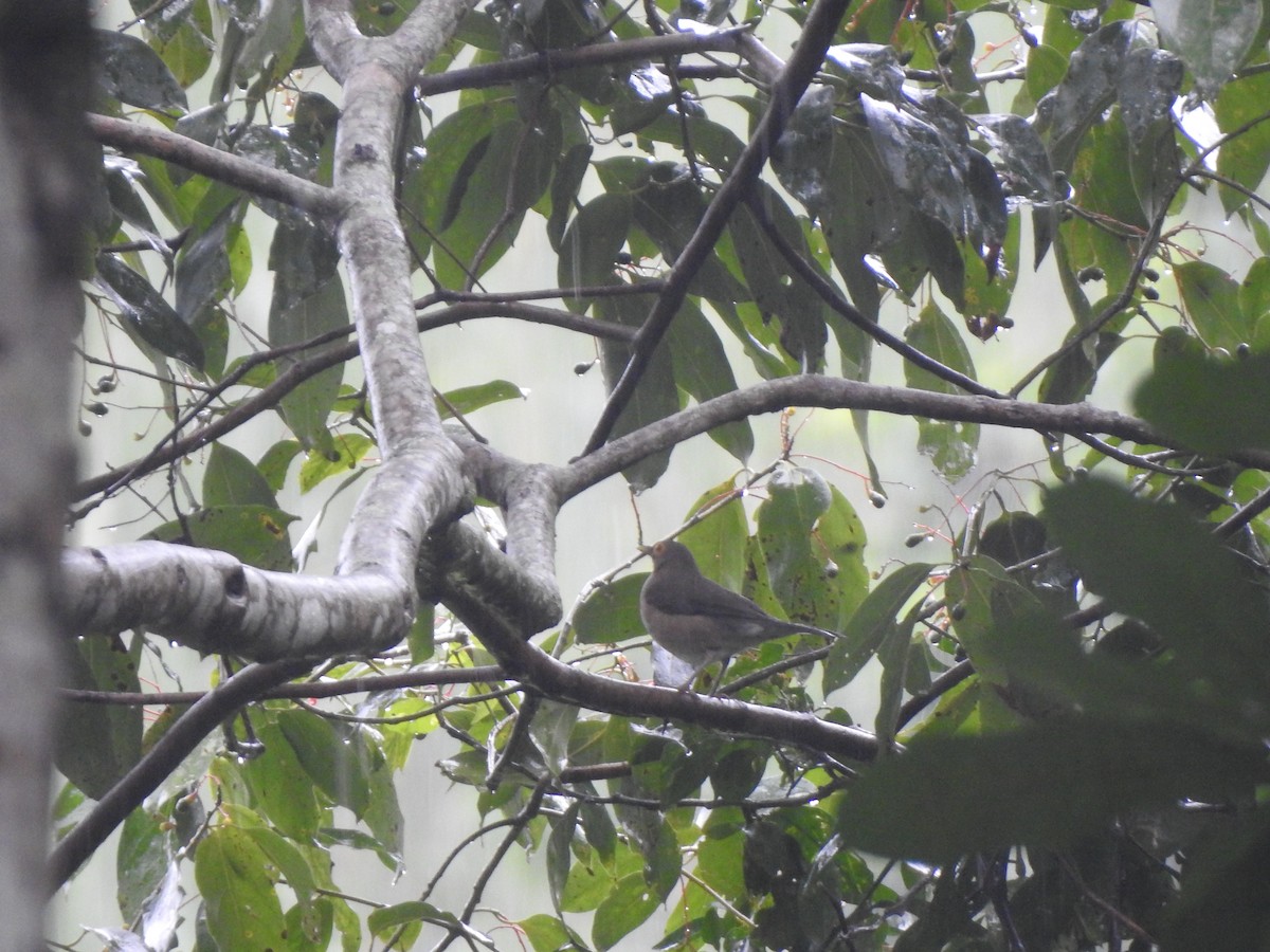 Spectacled Thrush - ML192837921