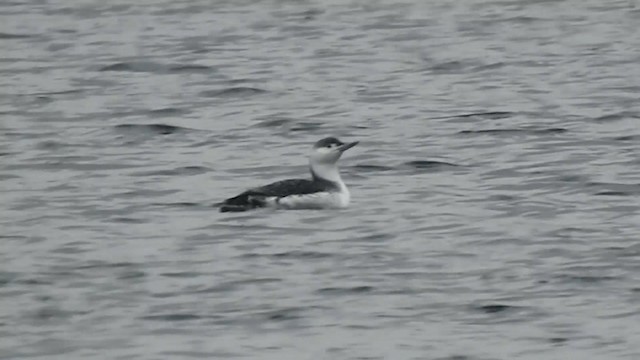 Red-throated Loon - ML192838221