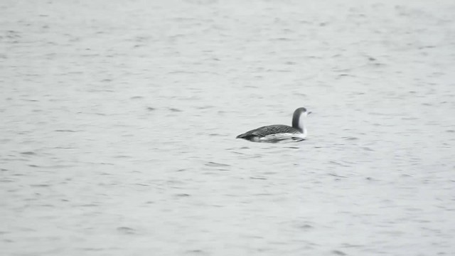 Red-throated Loon - ML192838361