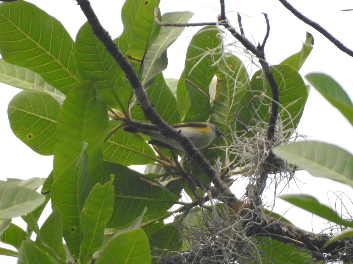 American Redstart - ML192838751