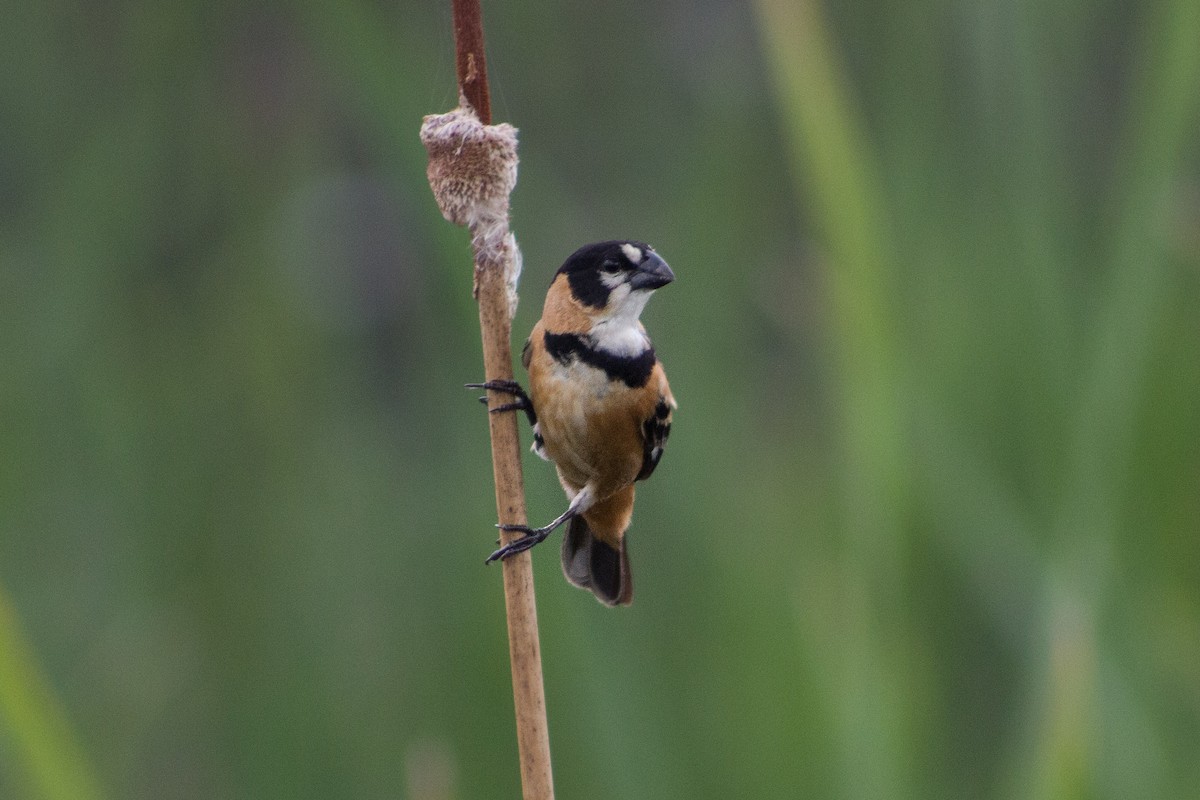 Rusty-collared Seedeater - ML192838971