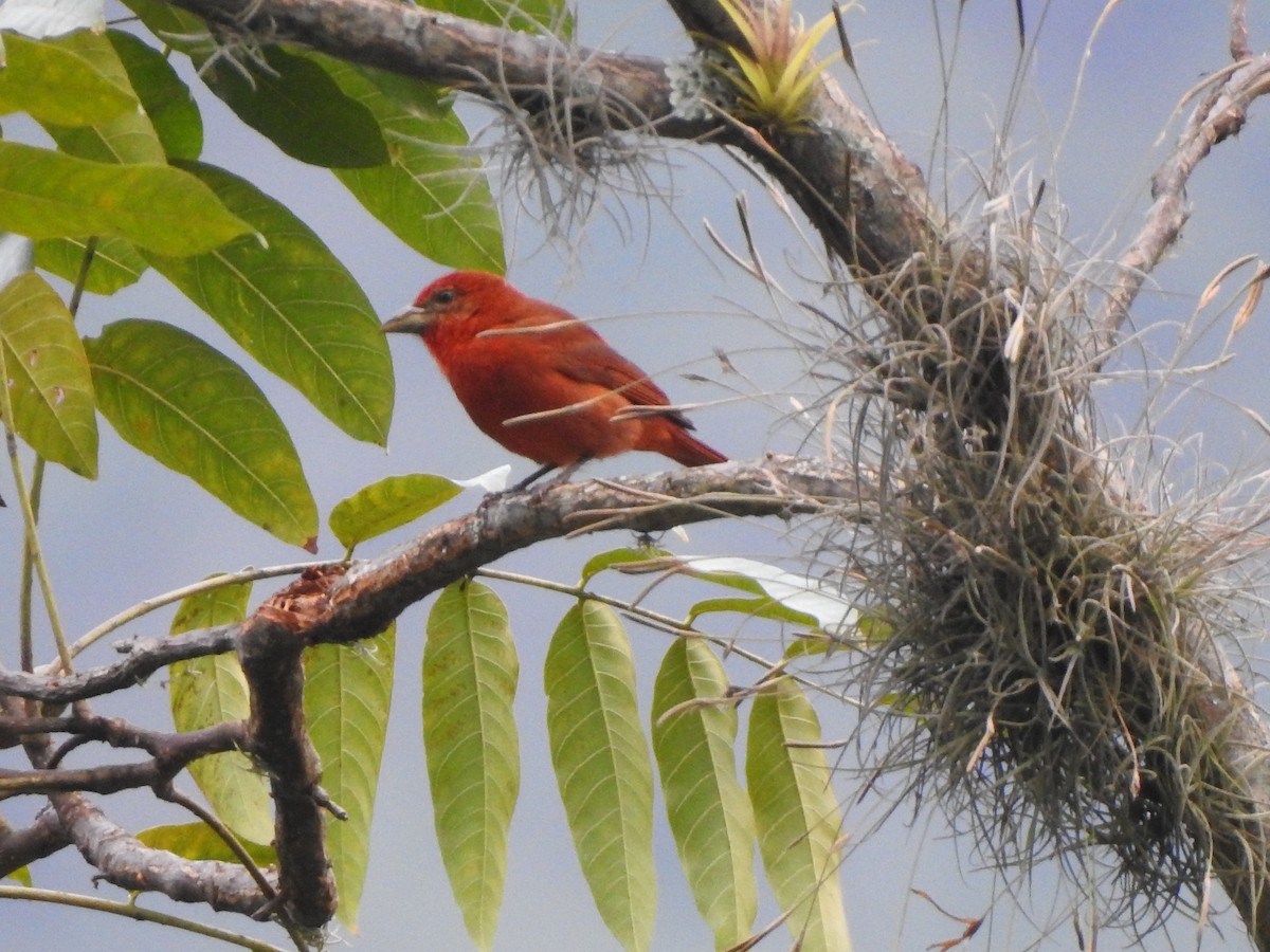 Hepatic Tanager - ML192838981