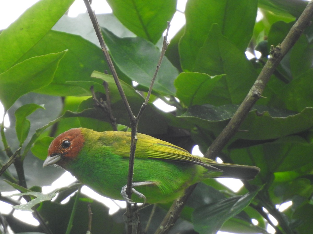 Bay-headed Tanager - ML192839151