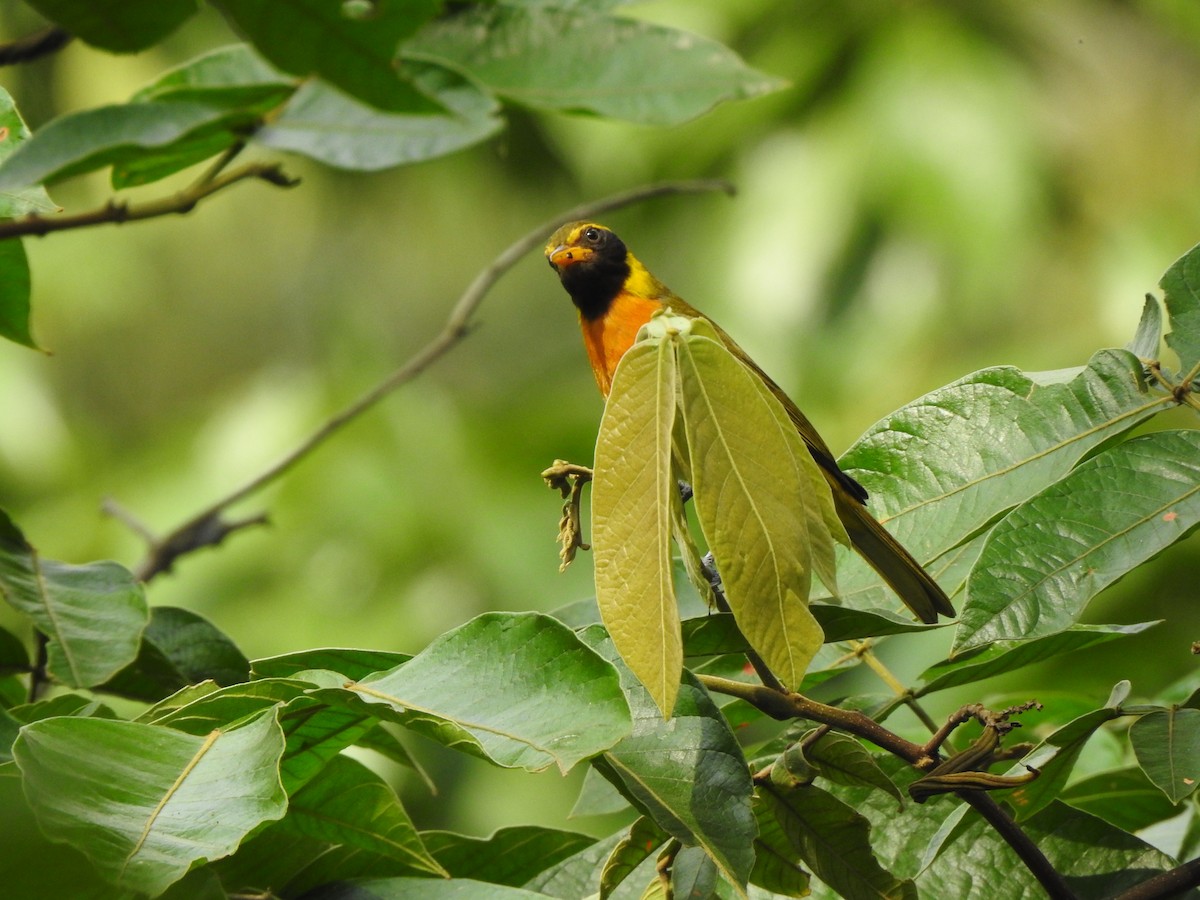 Guira Tanager - ML192839211