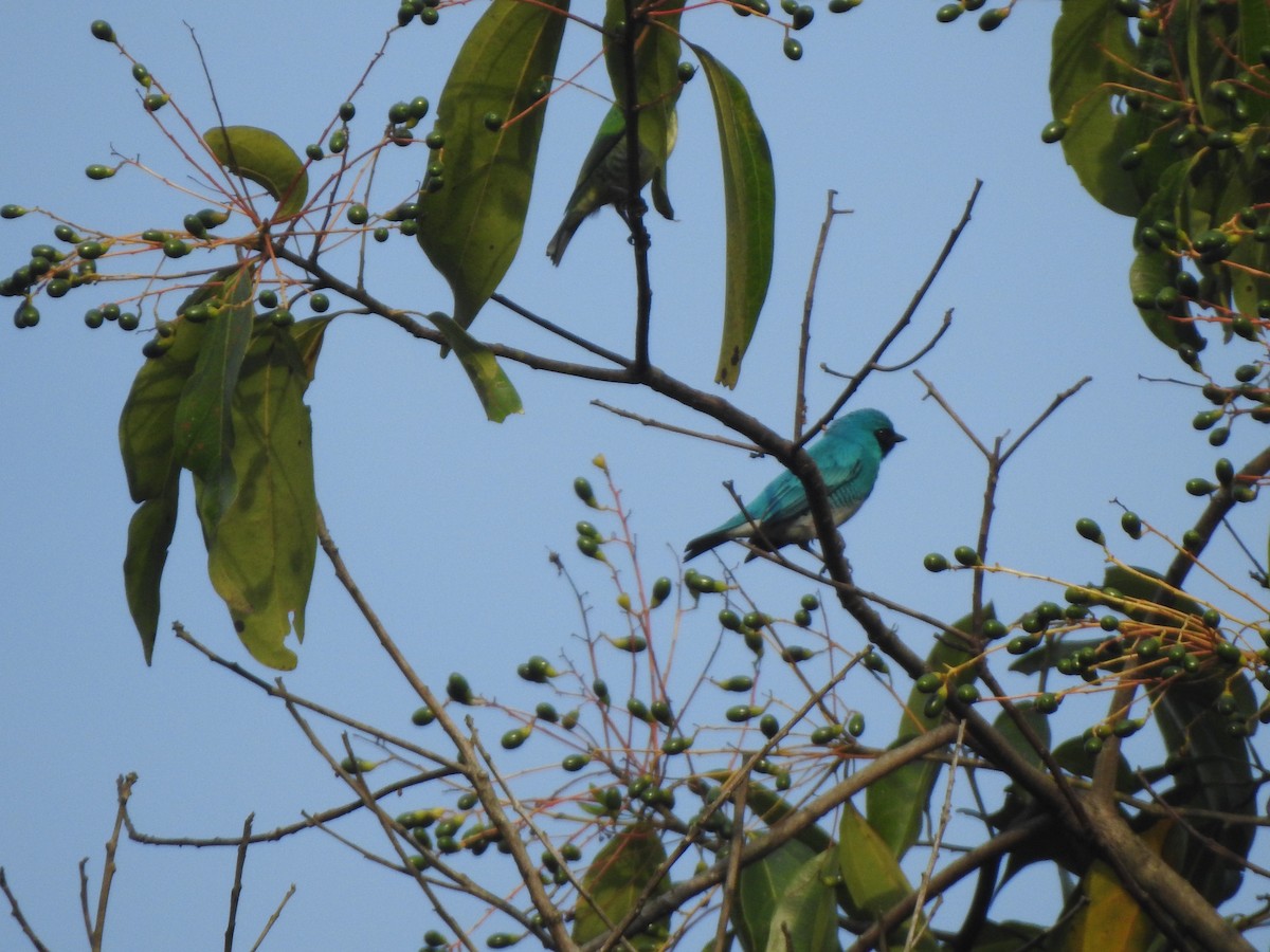 Swallow Tanager - ML192839261
