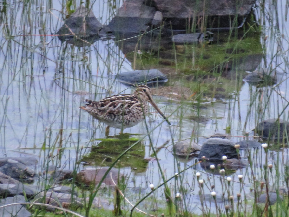 Magellanic Snipe - Gabriela Contreras Buvinić