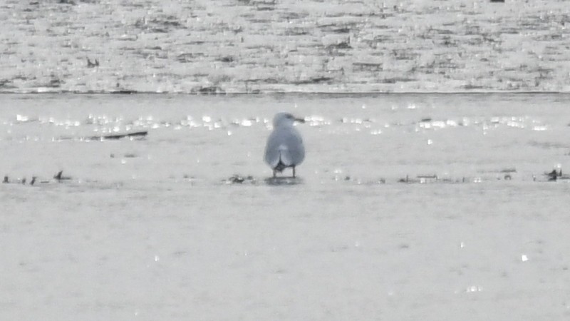 Herring Gull - Carl Winstead