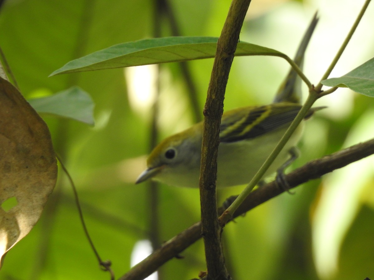 Chestnut-sided Warbler - ML192840001