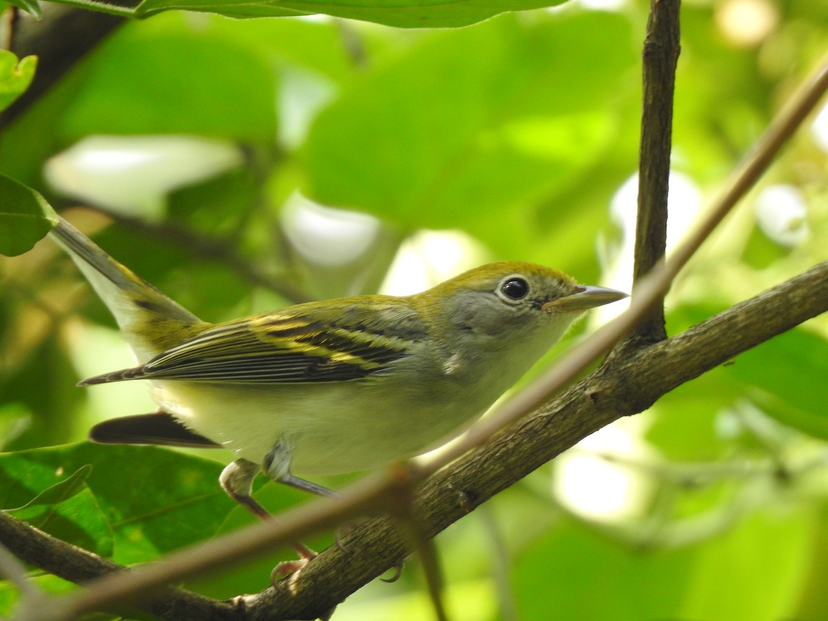 Chestnut-sided Warbler - ML192840011