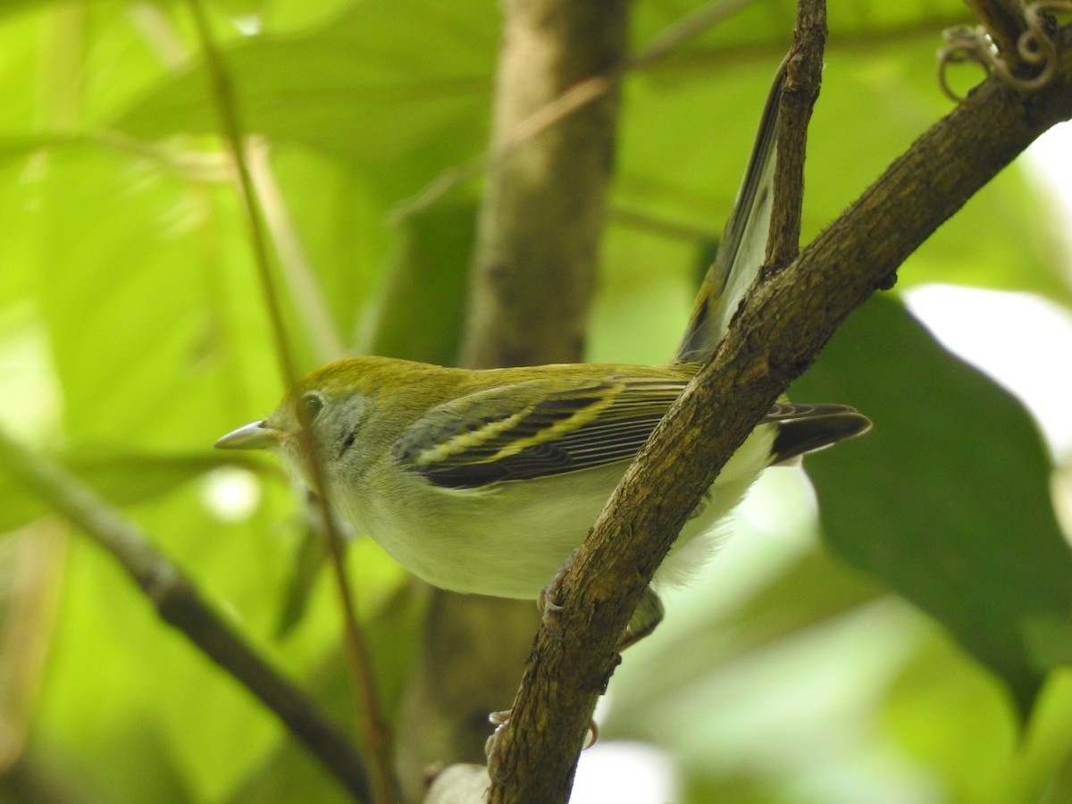 Chestnut-sided Warbler - ML192840051