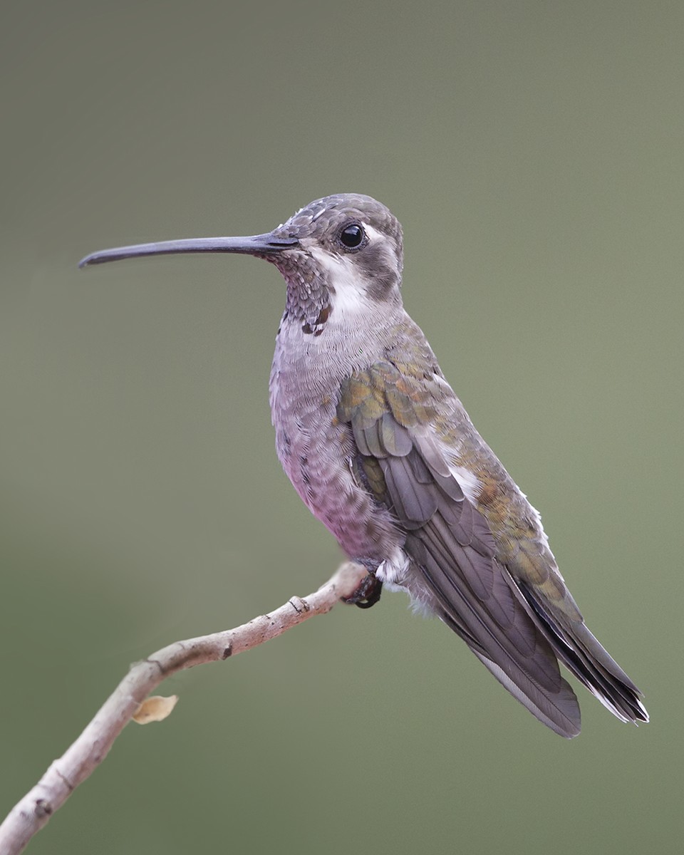 Plain-capped Starthroat - ML192840361