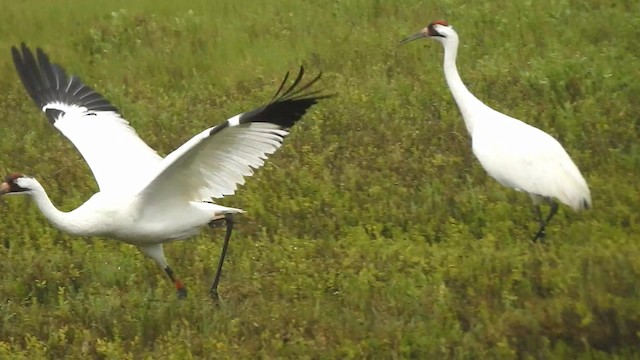 Whooping Crane - ML192841111