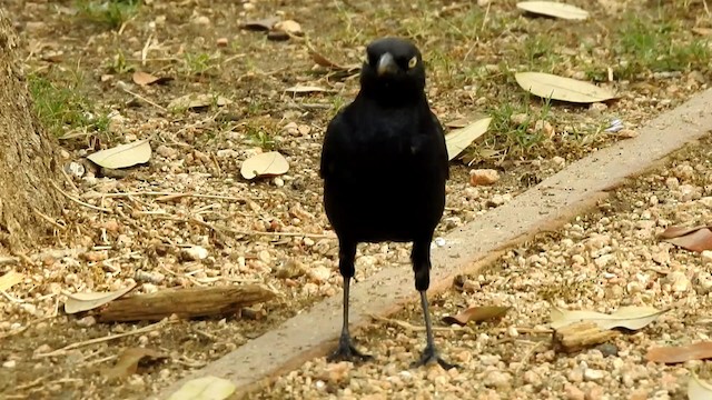 Brewer's Blackbird - ML192842391