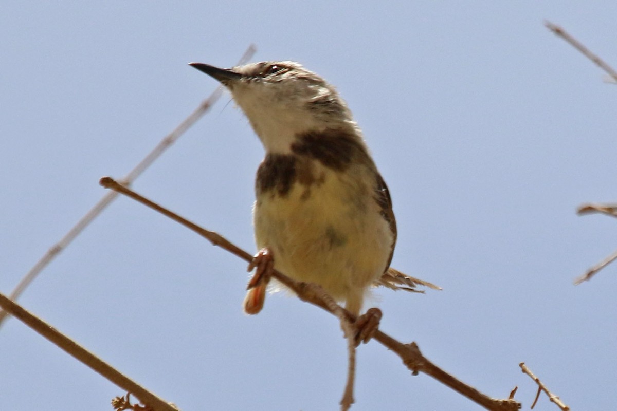 Black-chested Prinia - ML192842711