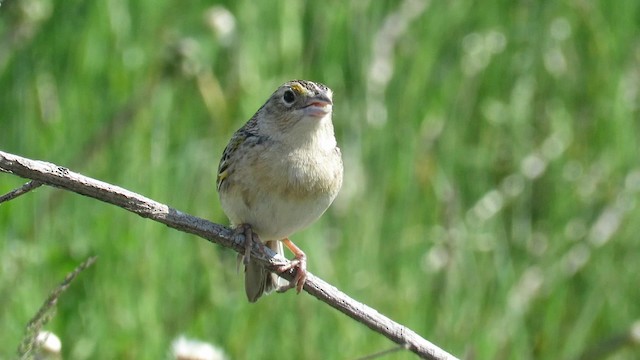 Grasshopper Sparrow - ML192843151