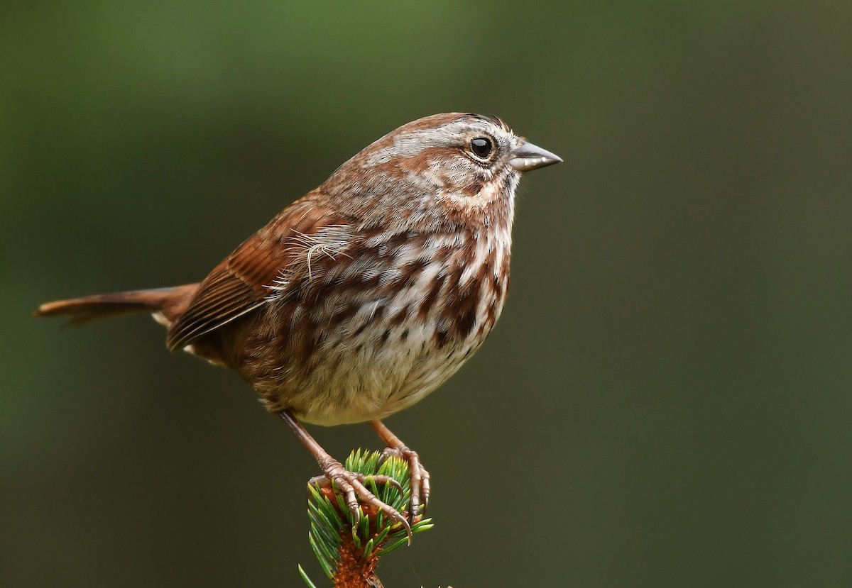 Song Sparrow - Rachel Hudson