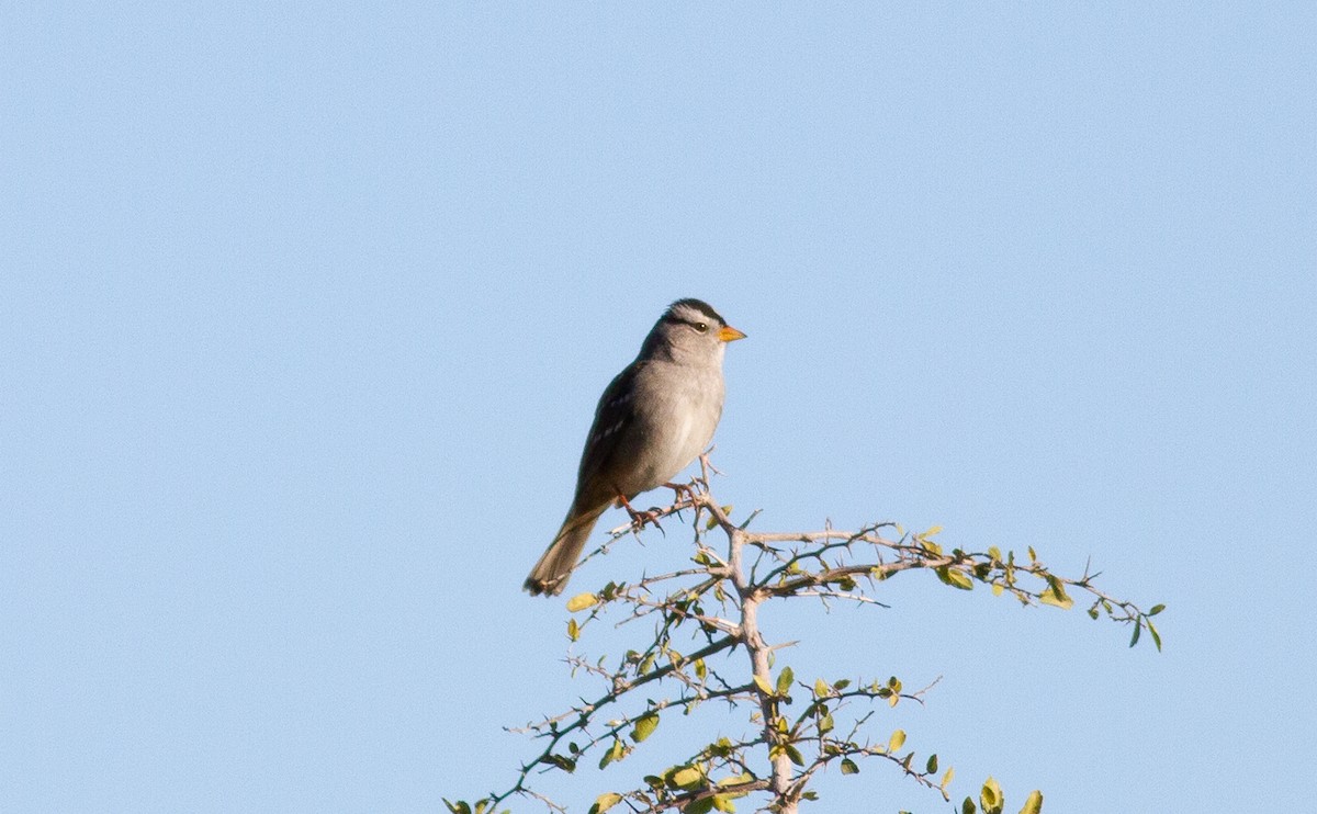 White-crowned Sparrow - Nick Pulcinella