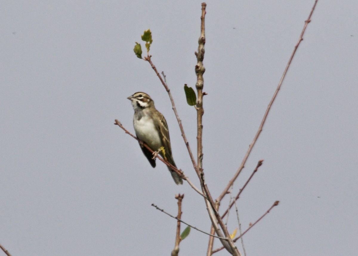 Lark Sparrow - ML192845991