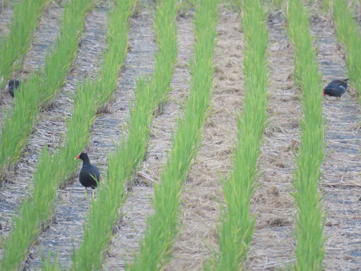 Eurasian Moorhen - ML192847231