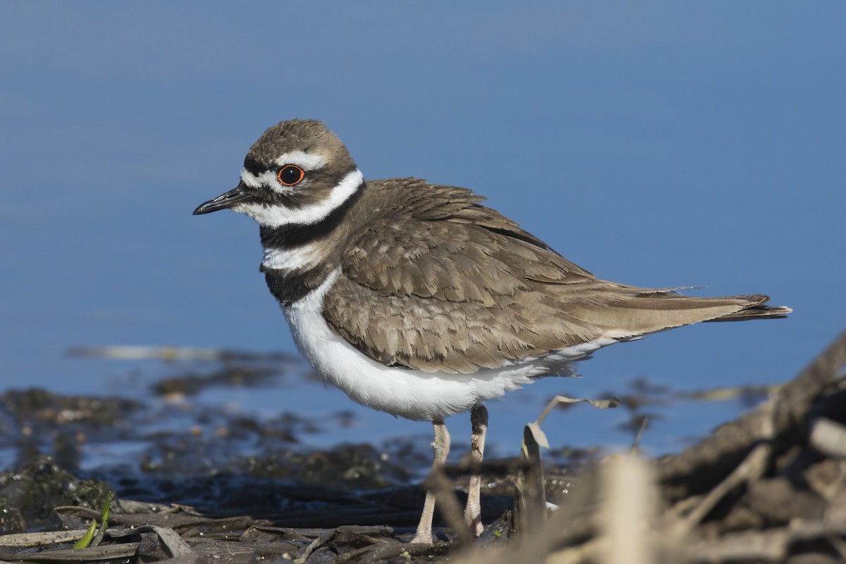 Killdeer - ML192848691