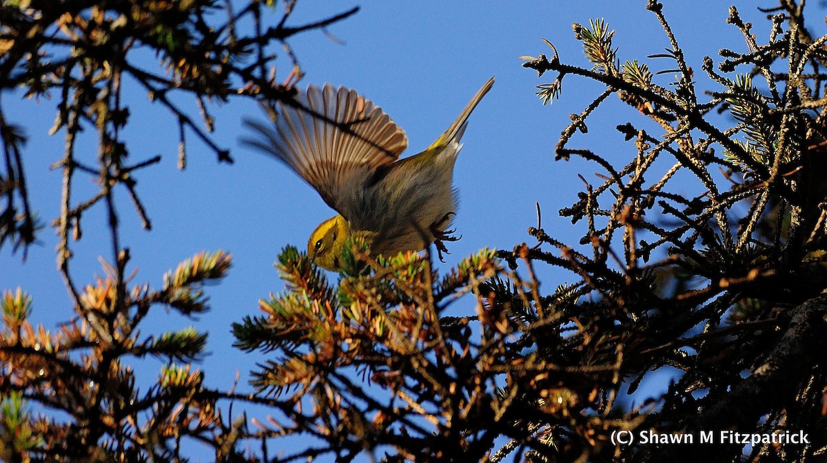Townsend's Warbler - ML192849921