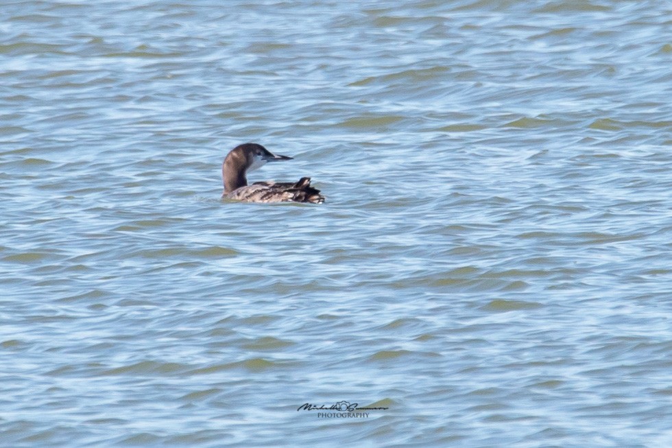 Common Loon - ML192849961