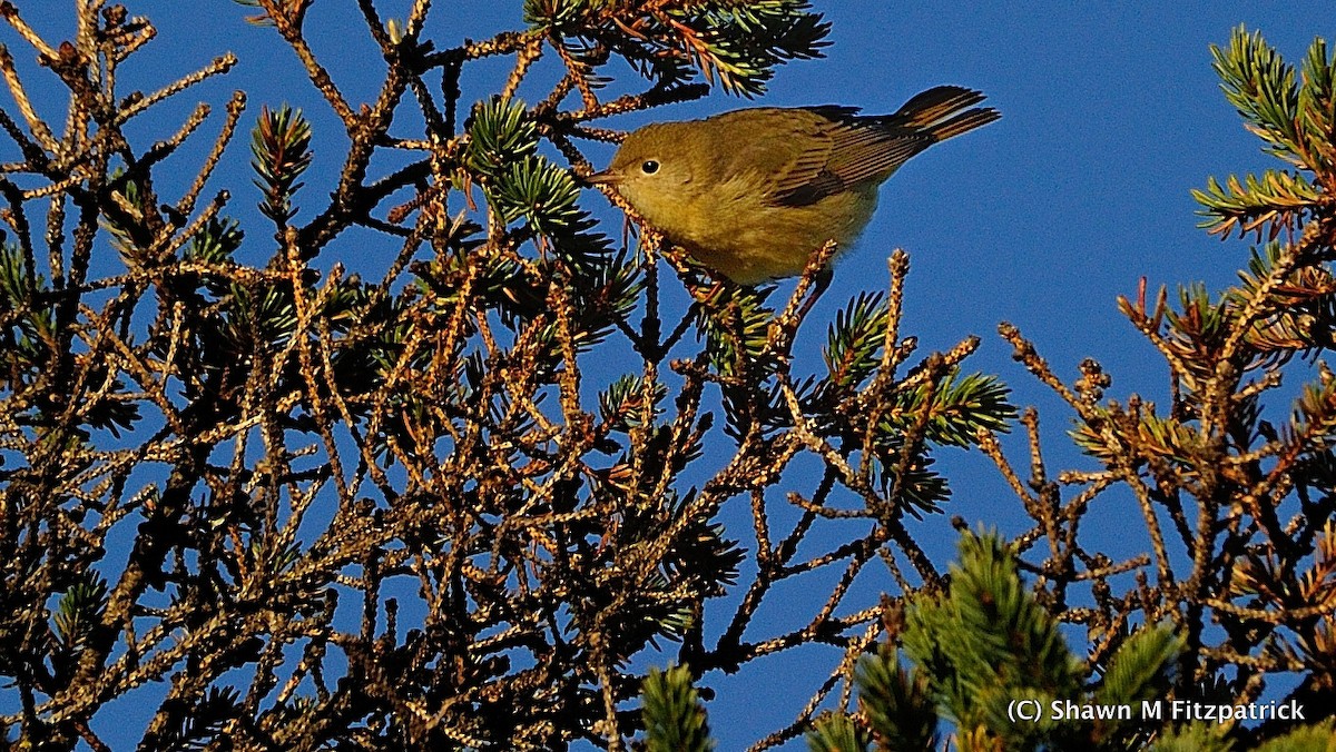 Yellow Warbler - ML192850201