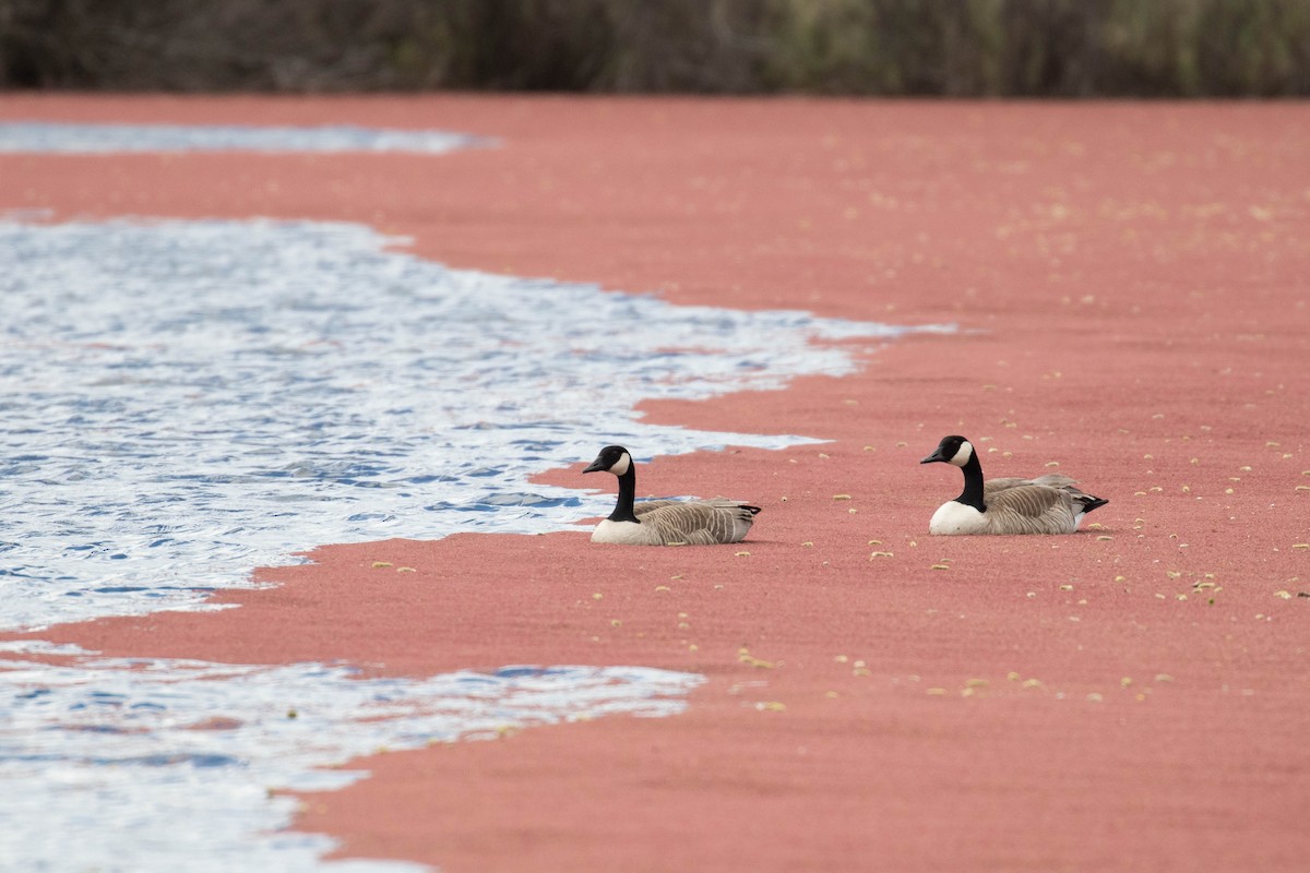 Canada Goose - Alex Lamoreaux