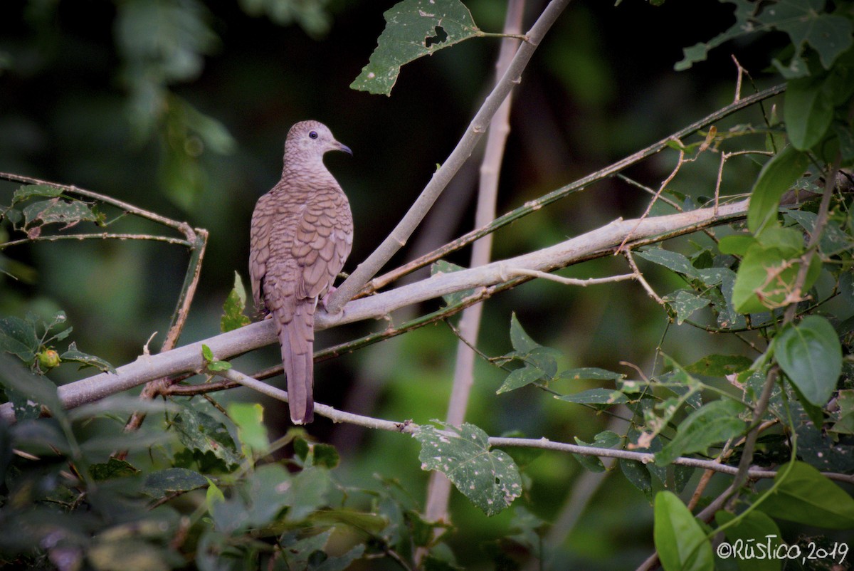 Inca Dove - Esteban Delgado García