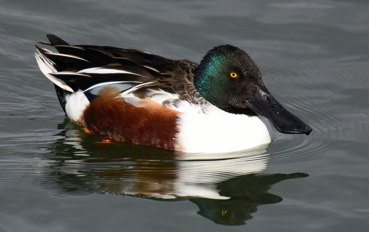 Northern Shoveler - ML192851941