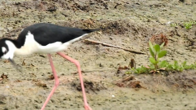 Black-necked Stilt - ML192852151