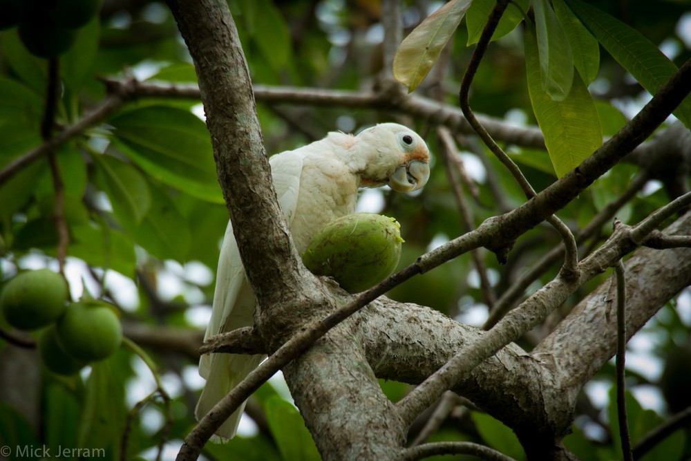 Tanimbar Corella - Mick Jerram