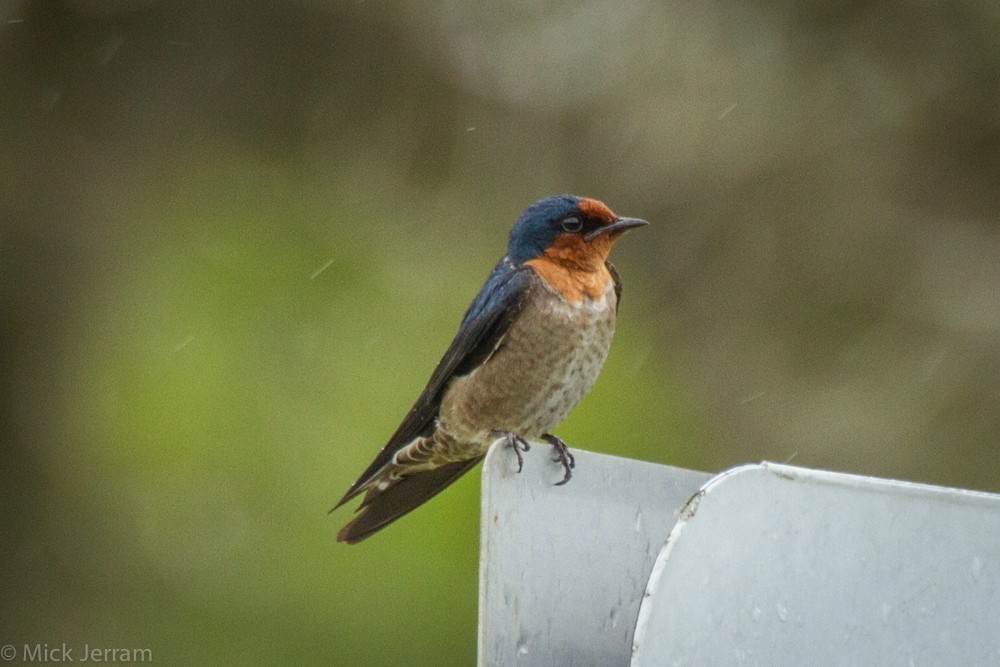 Pacific Swallow - ML192852361