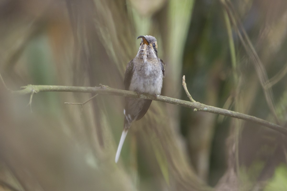 Long-billed Hermit (Baron's) - Peter Hawrylyshyn