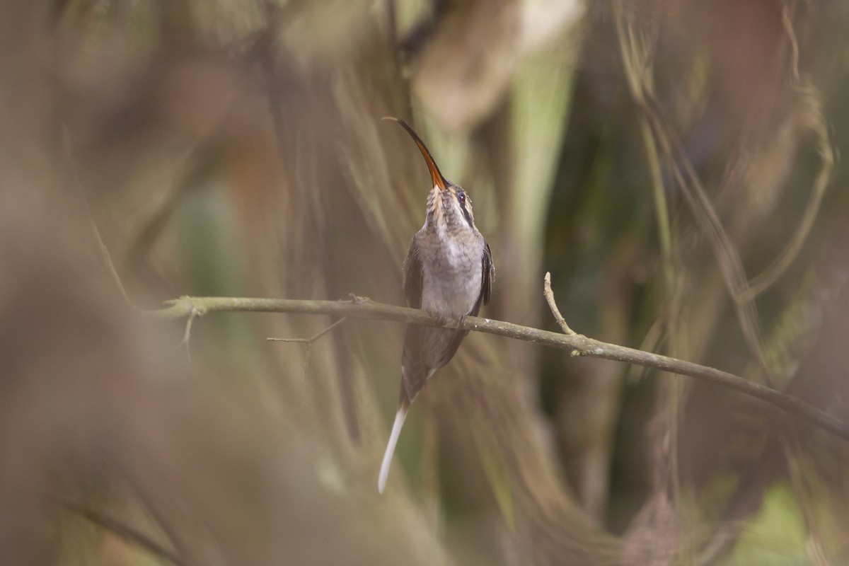 Long-billed Hermit (Baron's) - ML192853501