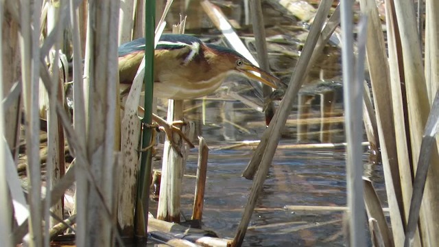 Least Bittern - ML192853961