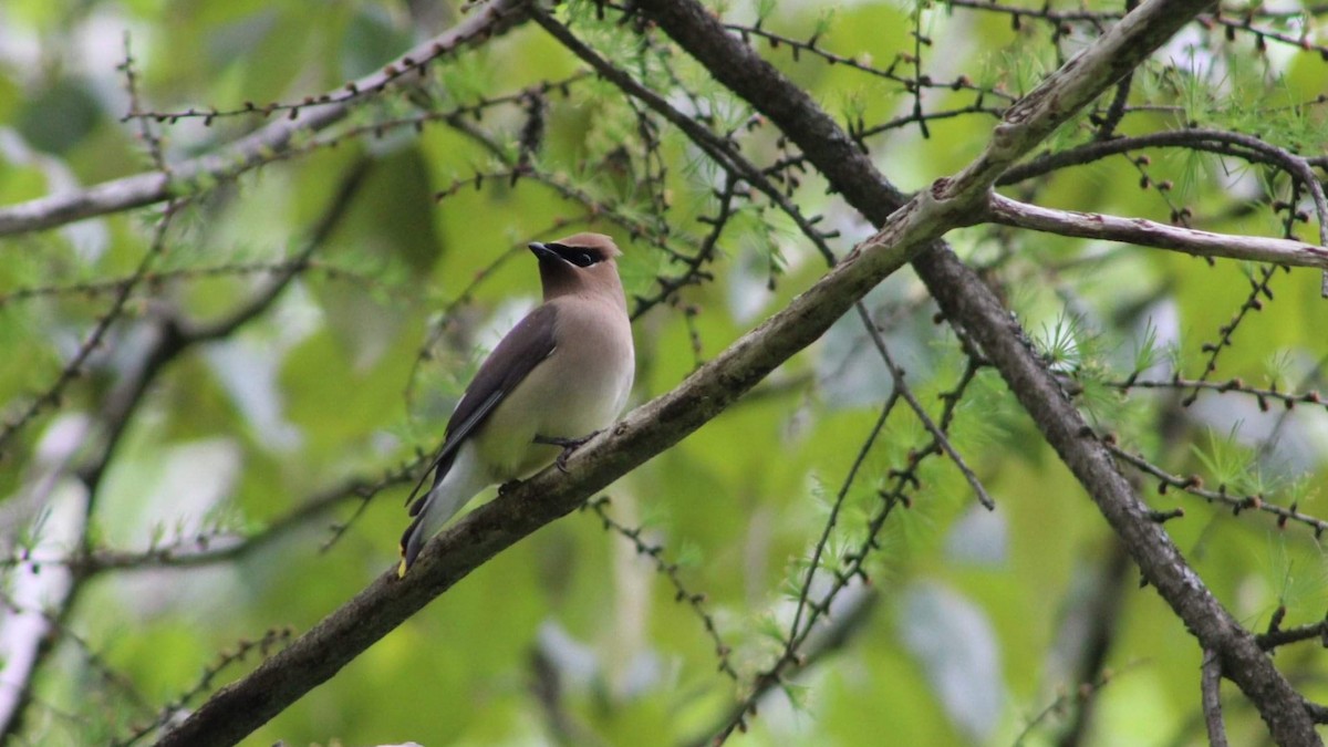 Cedar Waxwing - ML192854311
