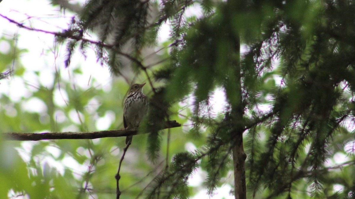 Ovenbird - ML192854361