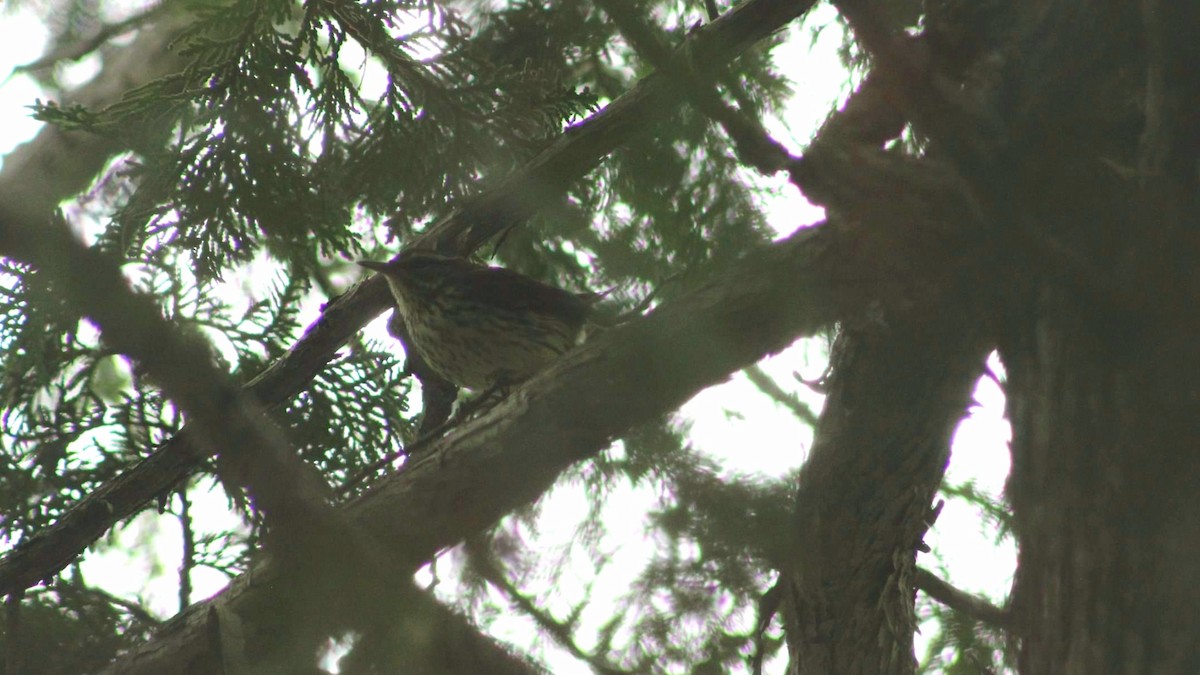 Northern Waterthrush - ML192854431
