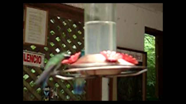 kolibřík fialovohrdlý - ML192854721