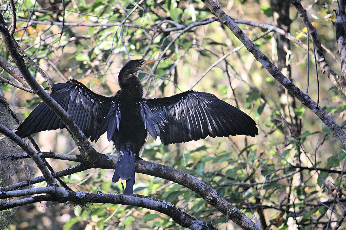 Amerika-Schlangenhalsvogel - ML192856461