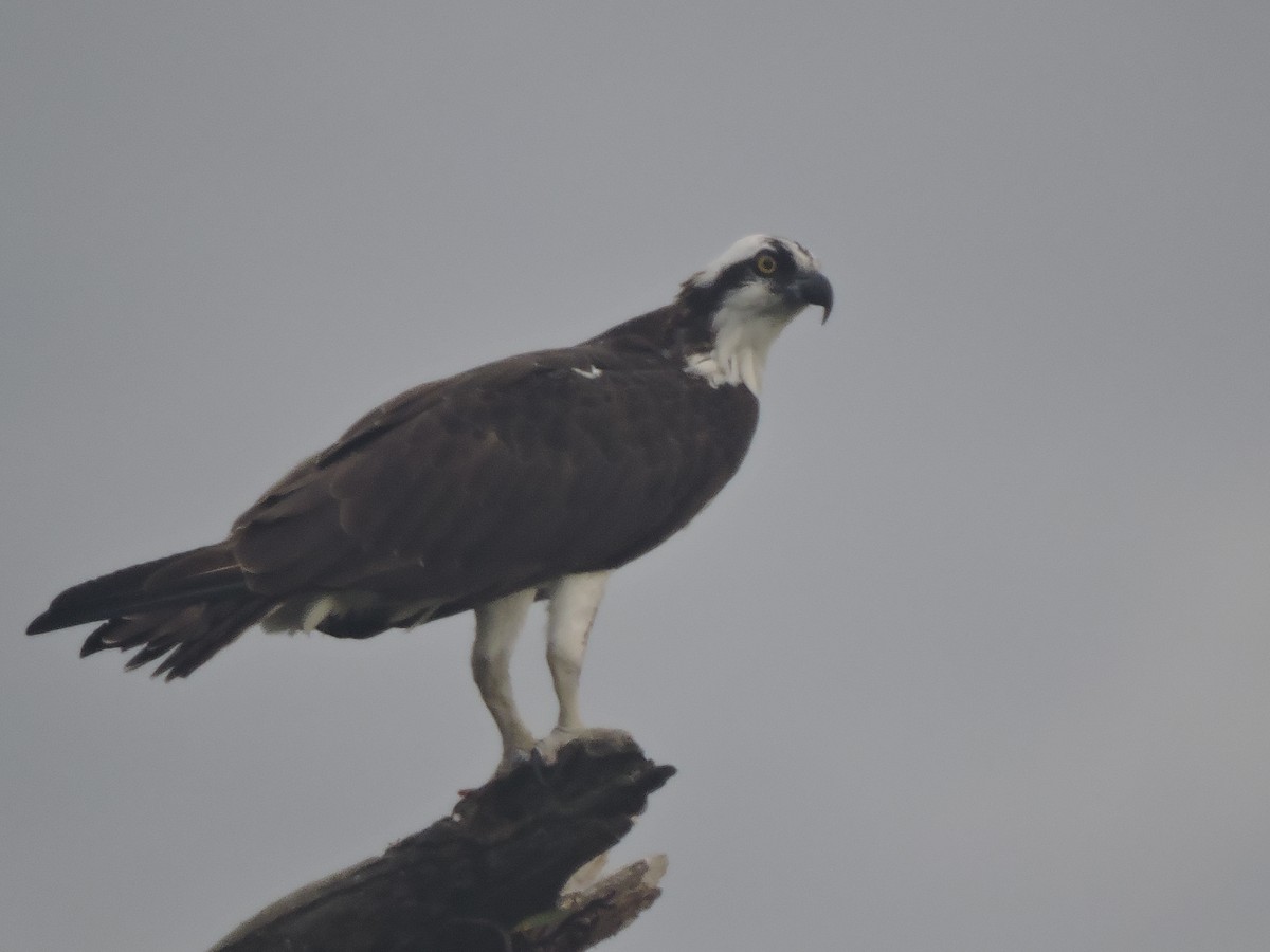 Águila Pescadora - ML192857581