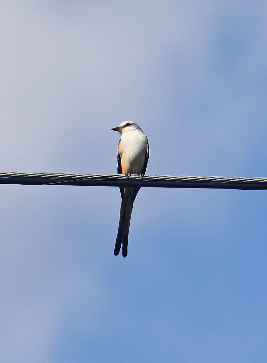 Scissor-tailed Flycatcher - Joy Adams-O'Brien