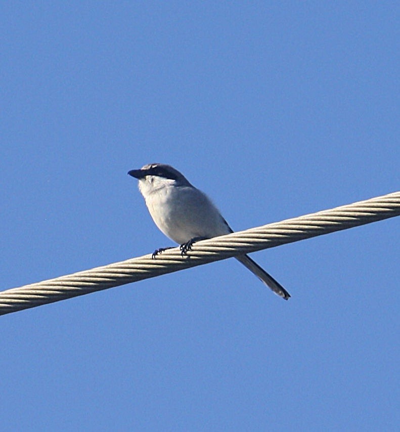 Loggerhead Shrike - ML192857801