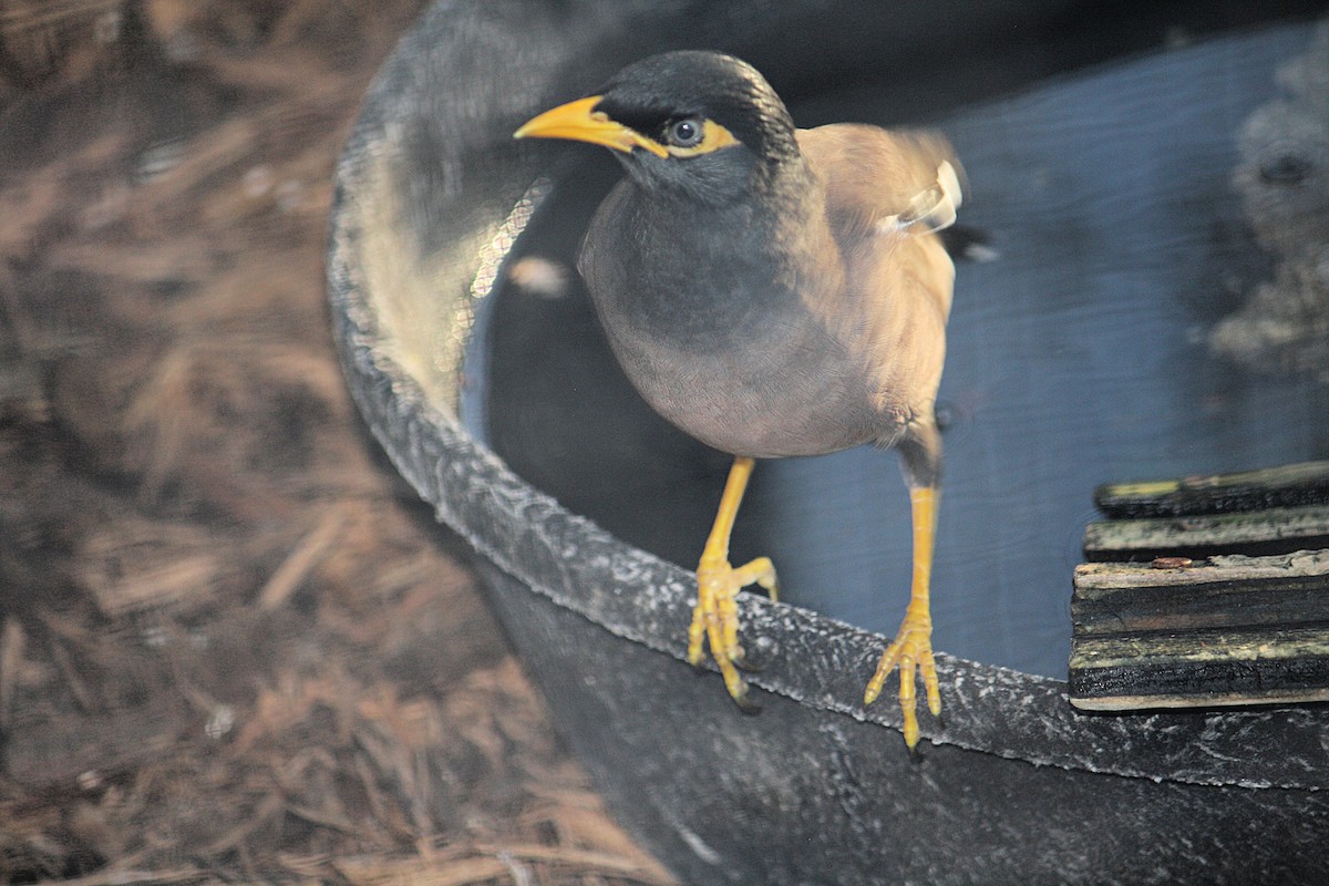 Common Myna - ML192857921