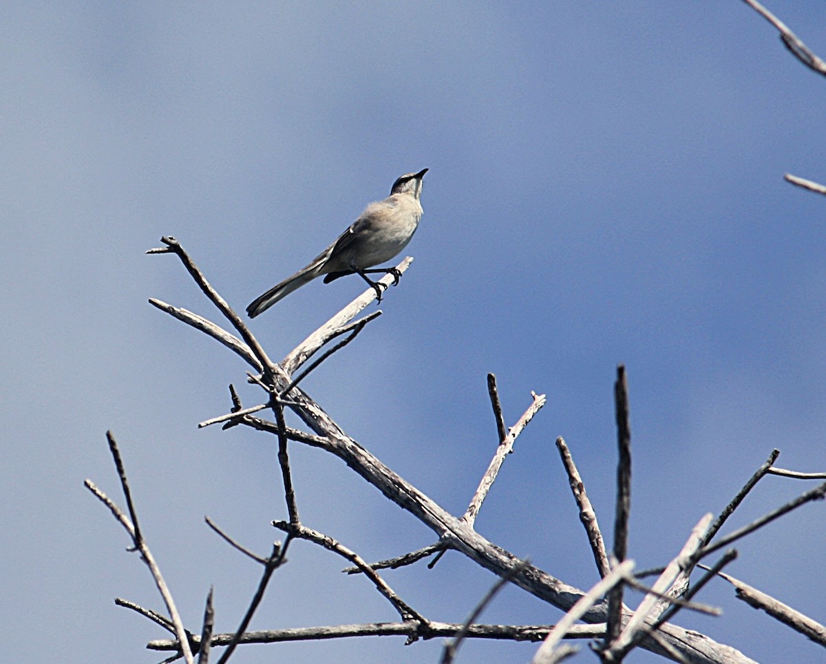 Northern Mockingbird - Joy Adams-O'Brien