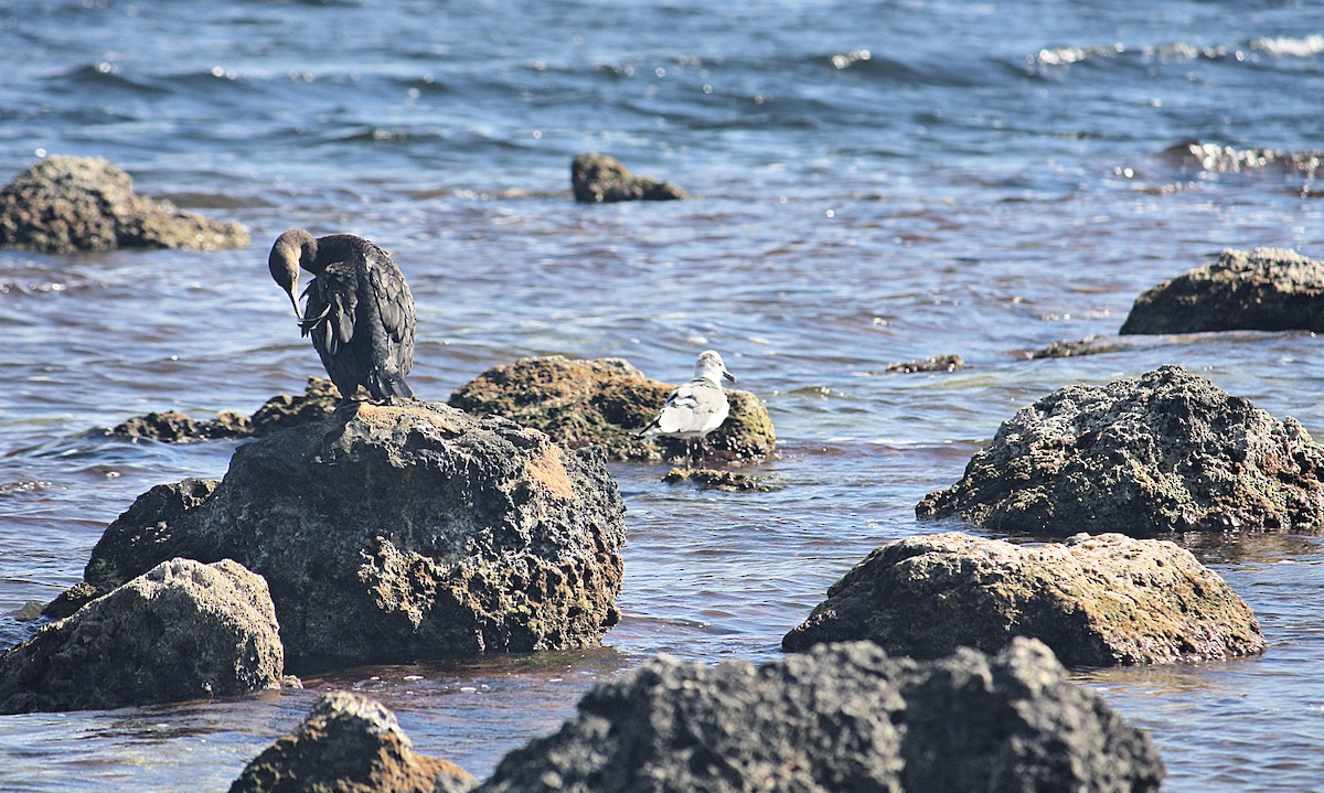 Cormoran à aigrettes - ML192858471